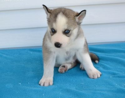 Female And Male Siberian Husky