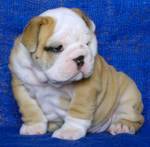 cute english bulldog puppies