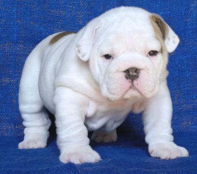 Home Trained Male And Female English Bulldog Puppies For Adoption.