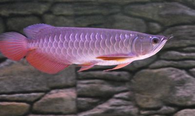 Best quality Super Red Arowana fish and many others for sale