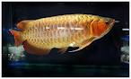 Beauty Asian fish farm and store supply Arowana fishes worldwide