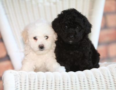sweet looking black and white poodle puppies for adoption 
