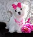 Lovely Maltese Puppies  Ready Now