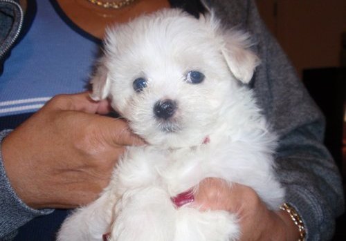 Adorable Maltese Puppies For Adoption.