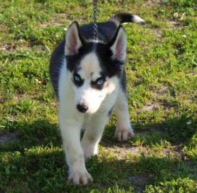 health guarantee siberian husky puppies with blue eyes for sale.