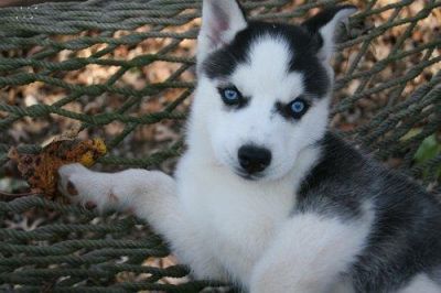 Blue Eyes Siberian Husky Puppies For Free Adoption