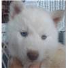 magnificient siberian husky puppy for rehoming