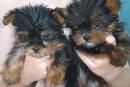 well trained Male and Female tea cup Yorkie Puppies For Adoption