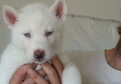 MALE AND FEMALE SIBERIAN HUSKY FOR ADOPTION
