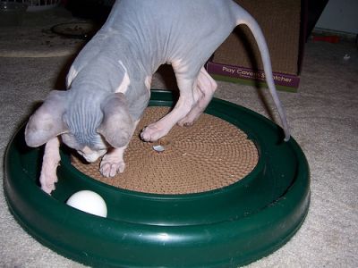Marvelous Male and Female Sphynx Kittens