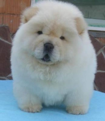 Quality  Chow chow  puppies for sale