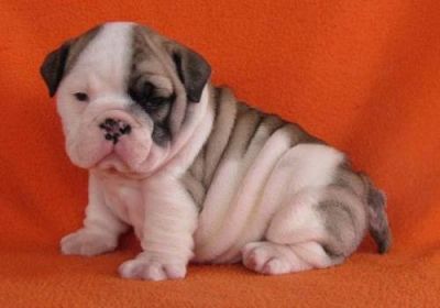 Nice and soft English bulldog puppies