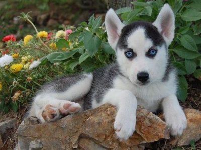 Beautiful Siberian Husky Puppies For Sale