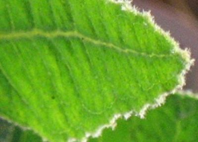 Continental Cleaners Ph 0420 270 260 Expert End of Lease Carpet Cleaning