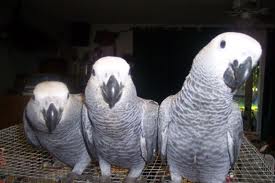 nice lovely african grey parrot   for sale