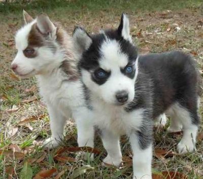 AKC Siberian Husky pups 2 males and 2 female