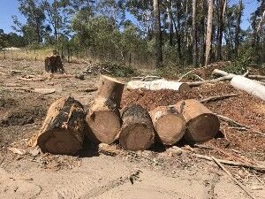 Chip Off The Old Block