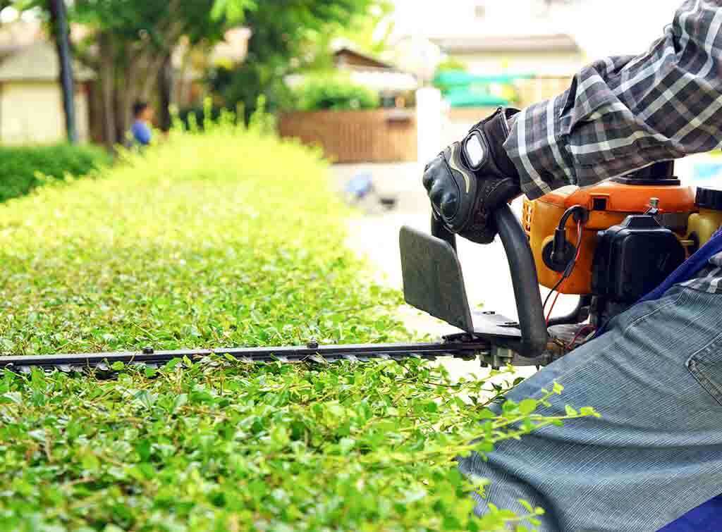 Trimming & Maintenance in Canberra