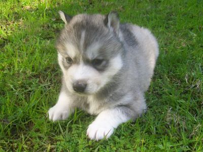 Siberian Husky Puppy