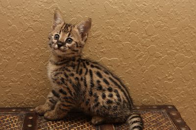 Healthy F1 Savannah kittens available for Xmas as gift
