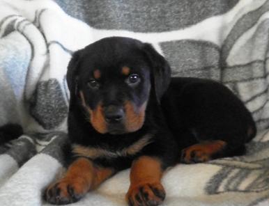 Charming Rottweiler Puppies For Sale