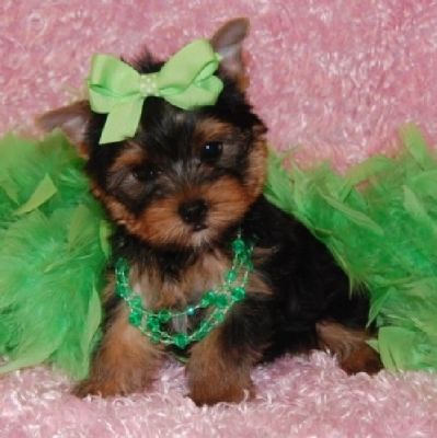 Very healthy male and female baby  Yorkie puppies for adoption (lilianajones99@yahoo.com)