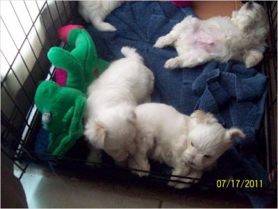 Christmas Snow White Maltese Puppies 