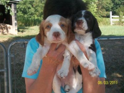 Brittany Spaniel Puppies For Sale 