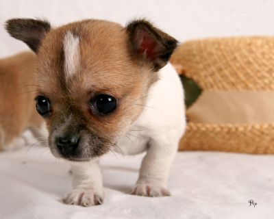 Cute Chihuahua Puppies For New Homes These Xmas.