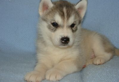 Cute Siberian Husky puppies ready to go