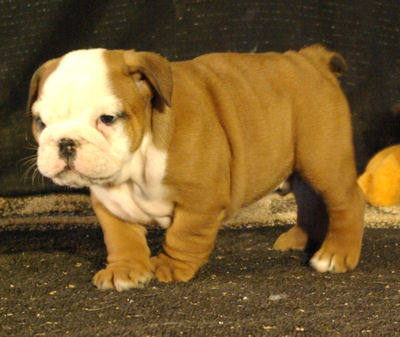  100% HEALTH Y BULLDOG PUPPIES