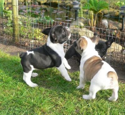 French bulldog puppies for adoption