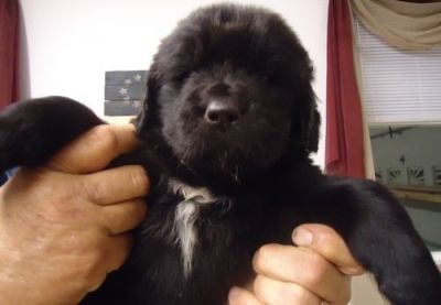 beautiful Newfoundland Puppies For Sale 2