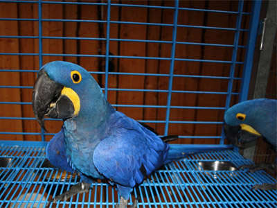  Hyacinth Macaw parrot birds for sale