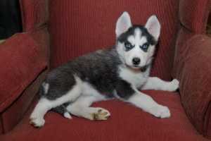adorable siberian husky puppies ready for X Mass
