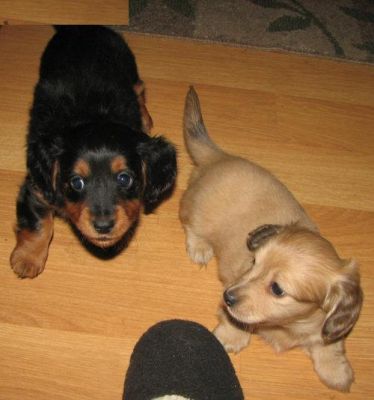 Dashound puppies for sale