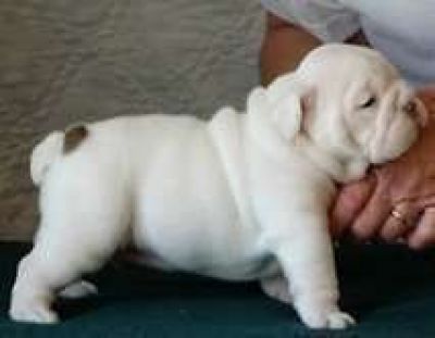 Genuine Offer English Bulldog puppies urgently need new homes