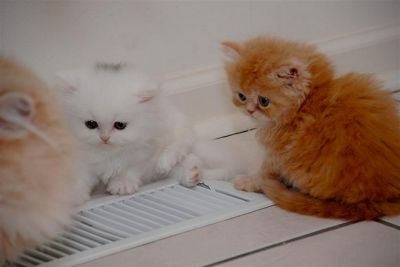 2 TICA PERSIAN KITTENS FOR ADOPTION