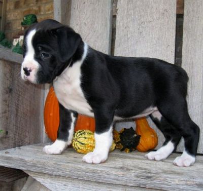 Boxer puppies Ready Now !!