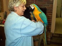 I really need to find my blue and gold macaw parrots a good home soon