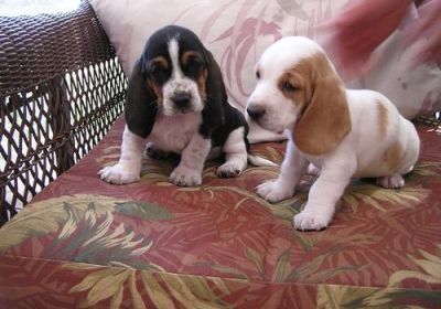 Basset Hound puppies for sale