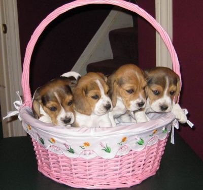 Super trained: beagle puppies(ready to go)