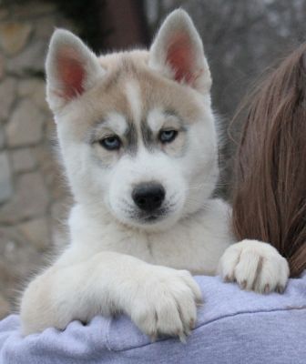 cute and healthy siberian husky puppies for sale
