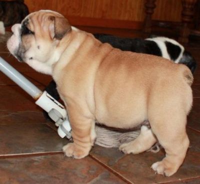 Milk English Bulldog Puppies.