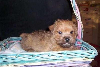 Norfolk Terrier Puppies For Sale 