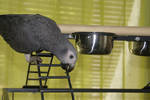 AFRICAN GREY PARROT FOR SALE