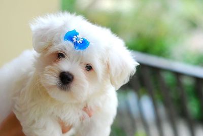 Female Maltese Puppy For Adoption