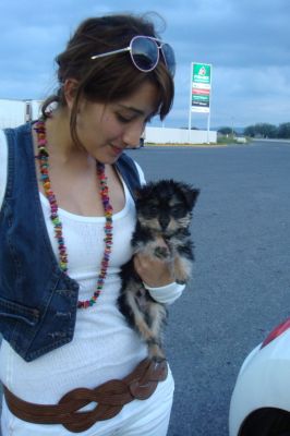 Two Cute teacup yorkie Puppies for  Adoption