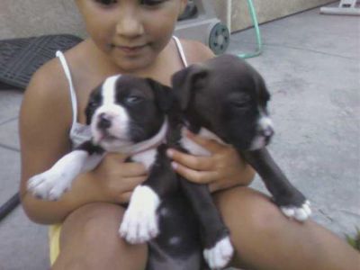 Male and Female Pitbull 