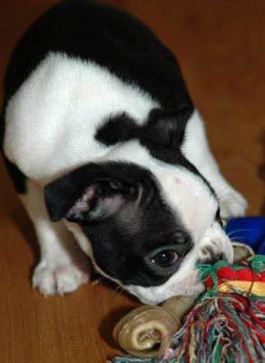Loving Boston Terrier puppies for sale
